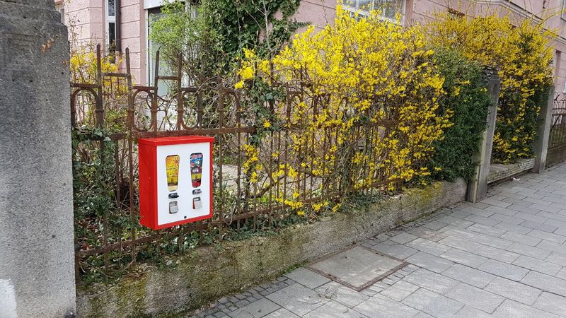 Automat an einem Gitterzaun vor blühender Forsythie